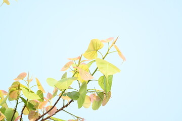 Obraz premium Ficus religiosa tree. Its other name bodhi tree,&nbsp;pippala tree, peepul tree&nbsp;or&nbsp;ashwattha tree.&nbsp;This is the tree under which&nbsp;Gautama Buddha&nbsp;is believed to have attained enlightenment.