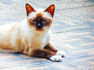 Siamese cat with serious expression on its face