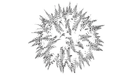 Abstract Fern Silhouette Vector Illustration Isolated on Transparent Background Art