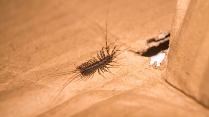 A photograph of a house centipede. Taken from Las Pinas, NCR, Philippines.