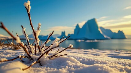 Beautiful iceberg looms in distance above snowy field where delicate branches peek through snow, creating serene winter scene