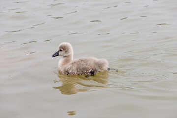 Baby black swans on the lake