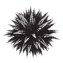 Detailed Silhouette of a Fern Top View Tropical Plant Isolated on Transparent Backdrop