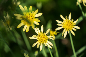 Obraz premium Tragopogon pratensis (common names Jack-go-to-bed-at-noon, meadow salsify, showy or meadow goat's-beard) flower - herbaceous plant of the Asteraceae family on a sunny spring day, Astrakhan, Russia