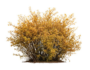 Isolated golden-yellow bush with fine branches and autumn foliage against white background, ideal for seasonal landscape designs and garden visualization projects