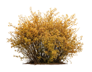 Isolated golden-yellow bush with fine branches and autumn foliage against white background, ideal for seasonal landscape designs and garden visualization projects