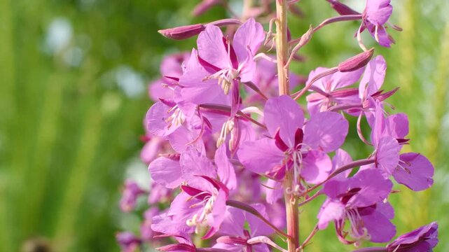 Honey bee hovering near vibrant purple fireweed blossoms, gathering pollen and nectar during sunny summer meadow pollination process. Honey bee flying around fireweed flowers