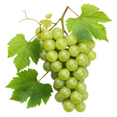 Obraz premium Fresh green grapes with leaves isolated PNG with Transparent Background