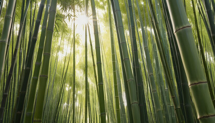 Sunlight filters through a serene bamboo forest, creating a peaceful and rejuvenating atmosphere—ideal for wellness brands, eco-friendly products, posters, and nature-inspired decor