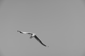 Bird flying on clear sky (copyspace)