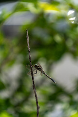 Dragonfly Resting on a Thin Twig with Green Bokeh Background 
