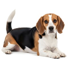 Happy Domestic Beagle Dog Relaxing