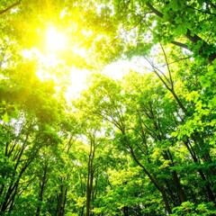 Fototapeta premium Golden sunlight filters through the lush green canopy of tall trees in a serene forest, casting dappled shadows on the forest floor below.