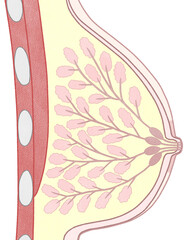 Breast anatomy Medical diagram Side view transparent PNG