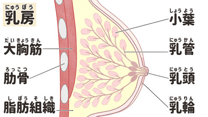 Breast anatomy Labeled diagram Side view PNG