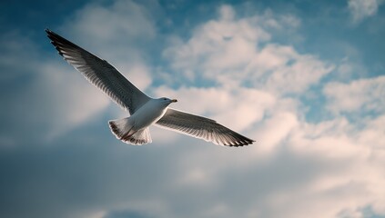 Obraz premium A seagull in flight against a backdrop of fluffy clouds, bathed in soft sunlight. The bird's wings are fully extended, showcasing its graceful movement