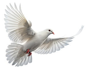 Fototapeta premium White dove freedom flying wings on transparent background