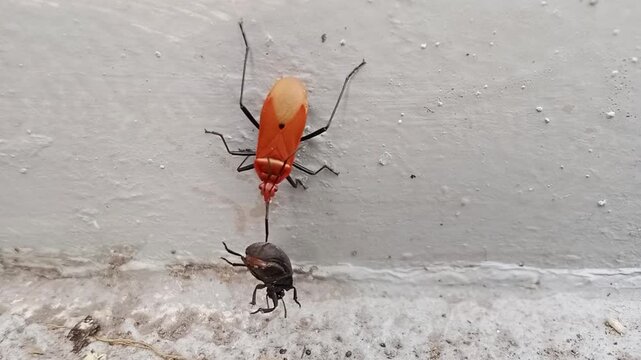 Red Cotton Stainer Bug - Dysdercus cingulatus Attacking Black Beetle on Wall Close-Up Macro Insect Footage