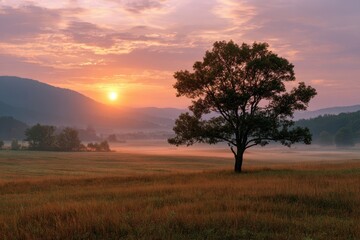 Obraz premium Serene meadow sunrise bathed in golden light with a solitary tree silhouetted against the horizon