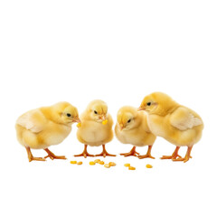 Fototapeta premium A group of four fluffy yellow baby chicks are gathered together, actively pecking at scattered corn kernels, showcasing their natural feeding behavior.