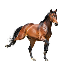 Obraz premium A beautiful bay horse with a dark mane and tail is captured in a dynamic trot, showcasing its strength and elegance. Ideal for equestrian, animal, or sports themes.