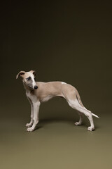 A graceful whippet stands alert, gazing upward with curiosity and poise. Its sleek form and elegant posture shine against the deep olive background.