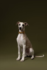 A stylish whippet puppy sits gracefully in a yellow checkered bow tie, looking curiously ahead against an olive green backdrop. 