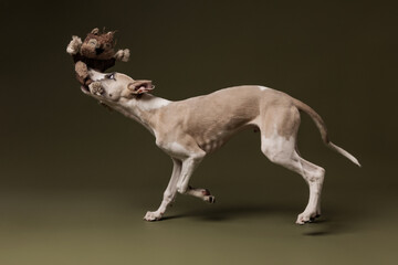 A playful whippet dashes across the frame, gripping a stuffed toy in its mouth with joy and energy, frozen mid-action against an olive green backdrop.