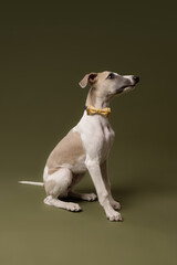 A stylish whippet puppy sits gracefully in a yellow checkered bow tie, looking curiously ahead against an olive green backdrop. 