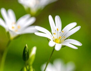Close-up of delicate white flowers in a green garden