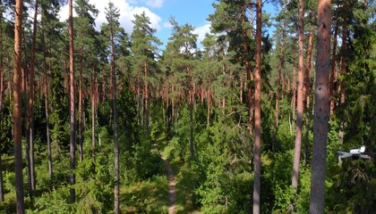 Drone view of a dense pine forest