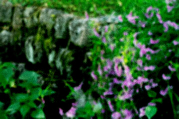 ざらざらの紙とぼやけた日陰に咲く紫の小さな花の画像