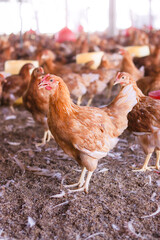 Close up of brown chicken in chicken farm