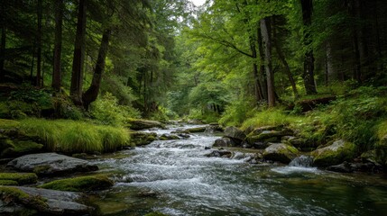 Obraz premium Serene Flowing River Through Lush Green Forest Landscape