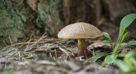 A detailed shot of a Suillus mushroom in its natural forest setting.