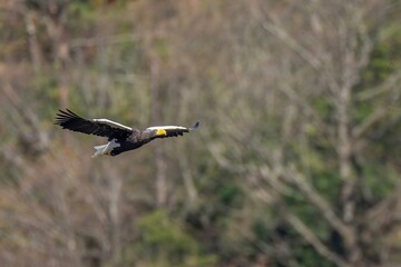 冬枯れの山をバックに悠然と飛ぶオオワシ