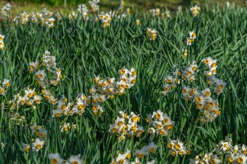 光を浴びて輝く満開のスイセンの花