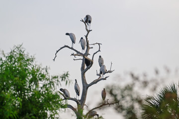Eleven wood storks poised on weathered cypress limbs at Circle B Bar Reserve
