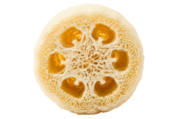 Cross-section of a natural loofah exfoliating sponge isolated on a transparent background