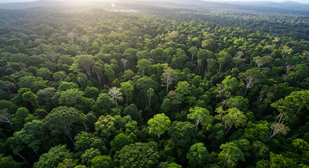 Dense rainforest canopy from above