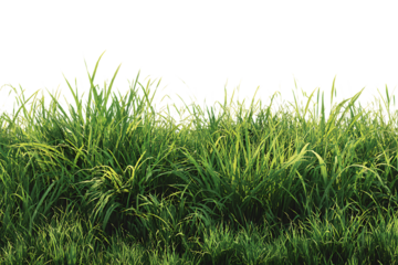 Lush green grass, vibrant and alive.