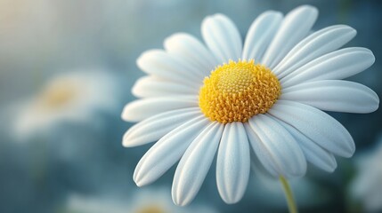 Fototapeta premium Close-up of a beautiful white daisy in soft focus. Possible use Nature photography