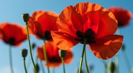 Obraz premium Close-up of vibrant red poppy flowers blooming against a clear blue sky, showcasing their delicate petals and seed pods.