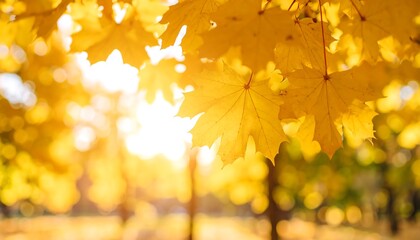 Obraz premium Autumn leaves in golden sunlight
