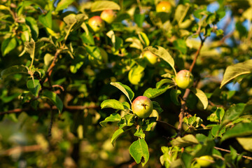 Obraz premium Warm sunset rays illuminate several ripening apples nestled among dense leaves, capturing organic backyard produce maturing through late summer