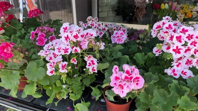Blooming potted geraniums in pink and magenta shades on display at a flower shop. A cheerful arrangement of pink geraniums in pots, perfect for balconies and patios. 