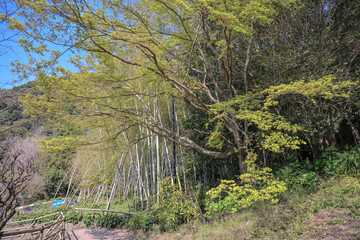 March 23 2025 Bamboo Grove Beside Lush Tree in a Serene Green Landscape, Japan