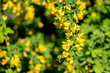 caragana yellow acacia on a green background. close-up. natural lighting