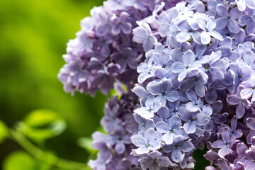 common lilac. blue flowers on a green blurred background with highlights. bokeh. natural light. close-up.