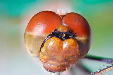 close-up of a dragonfly. big eyes. portrait of an insect. colorful detailed macro photograph of an insect. scary beauty. perfection. beautiful screensaver. space for text.